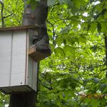 Squirrel Nesting Box